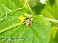/album/colourful-insects/insect-24-photograph-by-shantanu-kuveskar-jpg/
